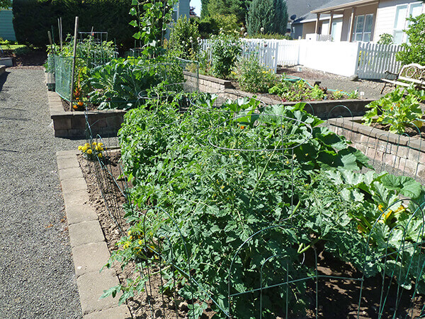 Community Garden plants