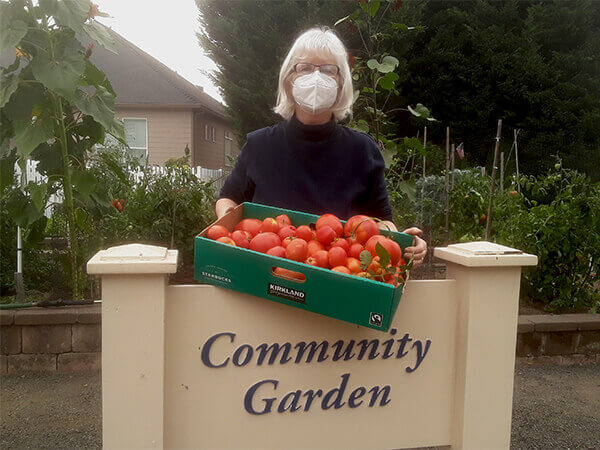 Community garden tomato harvest